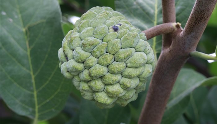 Quercetin (kvercetín)